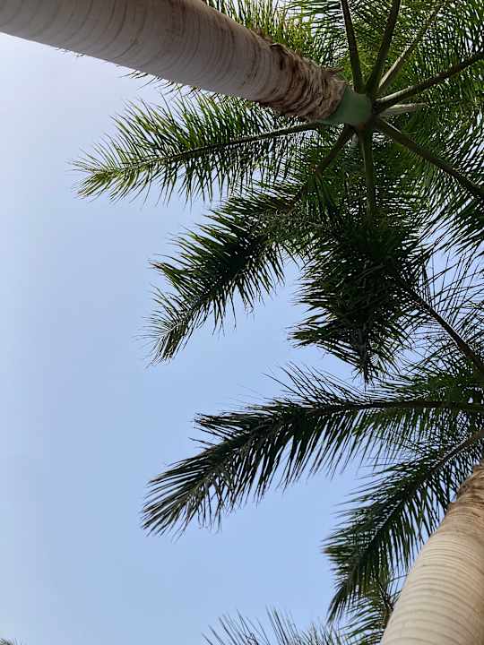 Gartenanlage Club Hotel Drago Park