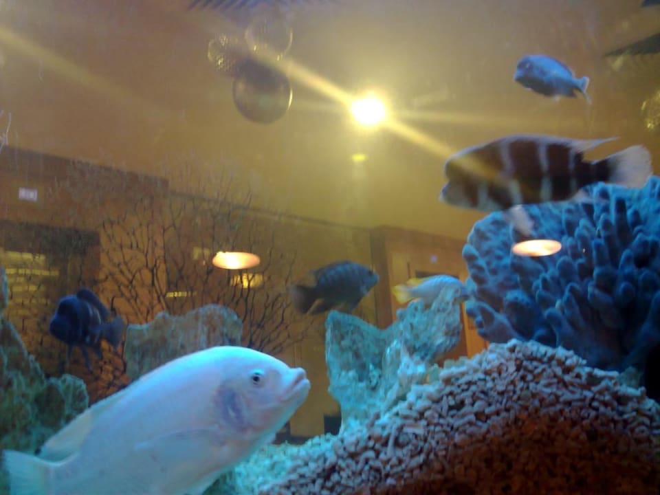 Akwarium w lobby Hotel Vihren Palace Ski & Spa Resort