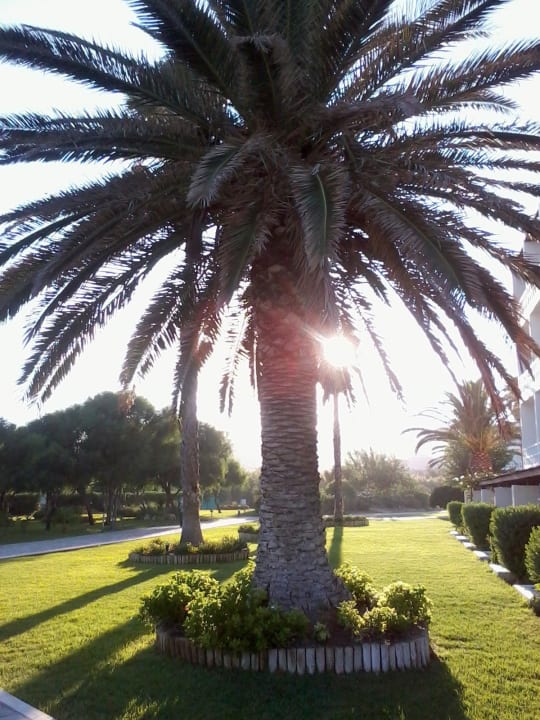 Der schöne Garten am frühen Abend Atlantica Beach Resort Kos