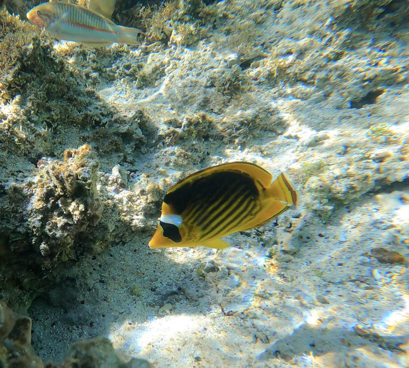 Strand Lazuli Hotel Marsa Alam