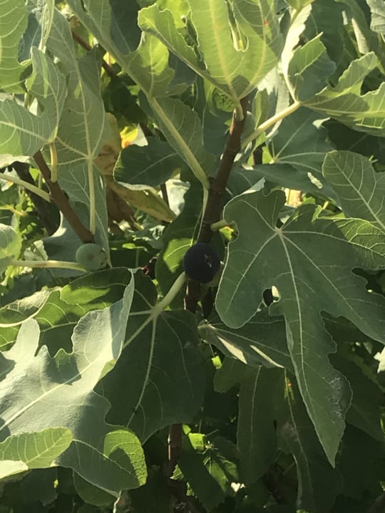 Gartenanlage allsun Hotel Carolina Mare