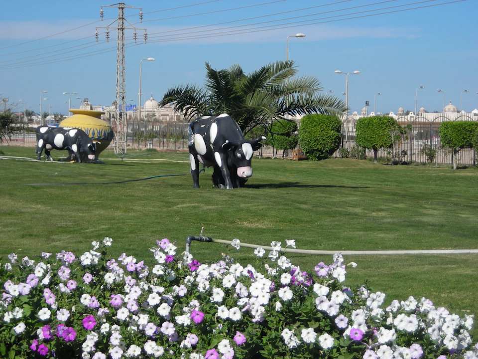 Kühe? Pickalbatros Alf Leila Wa Leila Resort - Neverland Hurghada