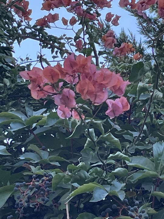 Gartenanlage Saturn Palace Resort Hotel