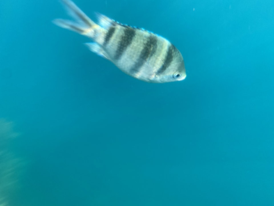 Strand Steigenberger Coraya Beach - Adults only