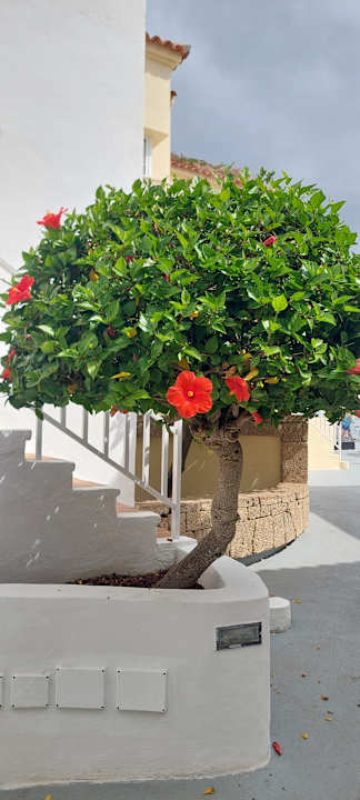 Gartenanlage LABRANDA Bahía y Villas Fañabé