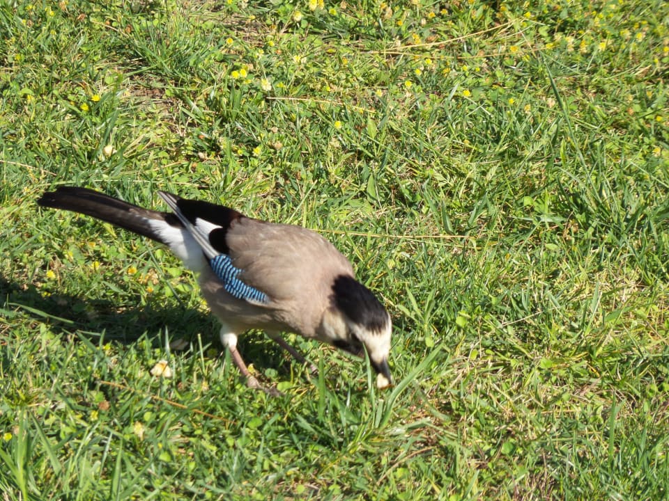  Eichelhäher - im Relaxgarten  TUI MAGIC LIFE Sarigerme