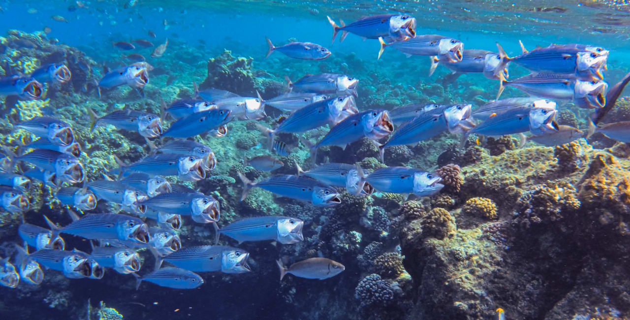 Strand Steigenberger Coraya Beach - Adults only