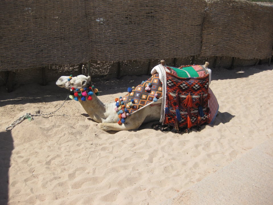 Kamel Jaz Makadi Gardens - TUI BLUE Makadi Gardens - Adults Friendly 16 Years Plus