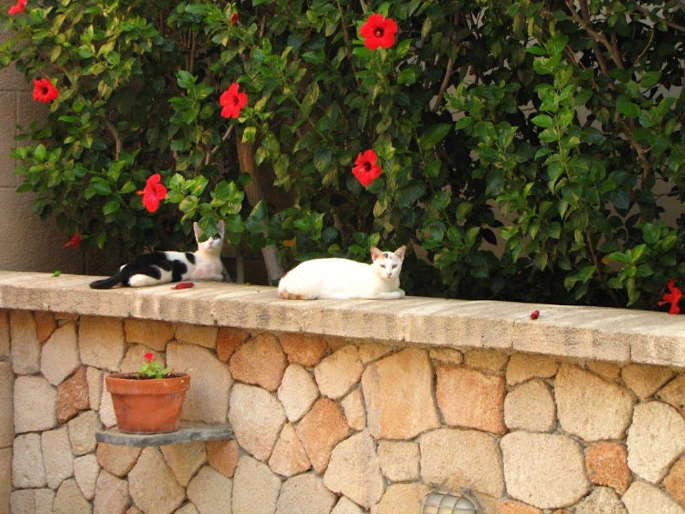 Katzen im Innenhof Lindian Dream Seaside Resort