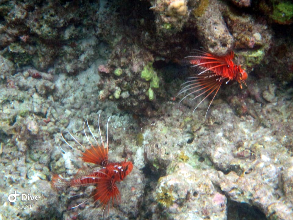 Sport & Freizeit Vilamendhoo Island Resort & Spa