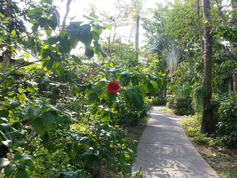 Wege in der Anlage  NH Collection Samui Peace Resort