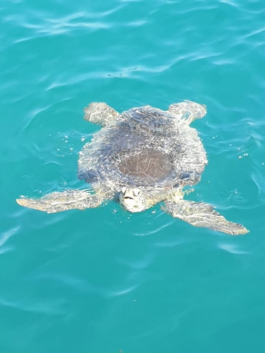 Strand The Grand Palace - Adults only