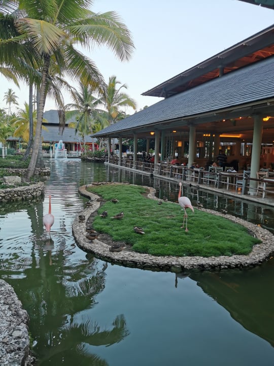Gastro Iberostar Selection Coral Bávaro