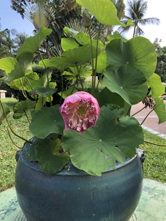 Gartenanlage Santiburi Koh Samui