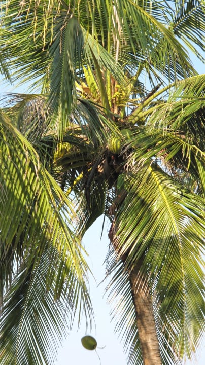 Arbeiten an den Palmen Hotel Aureum Palace Resort