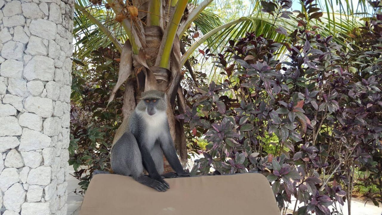 Gibt es hier Bananen? The Residence Zanzibar