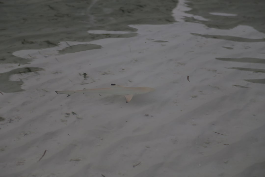 Riffhai Kuredu Island Resort & Spa