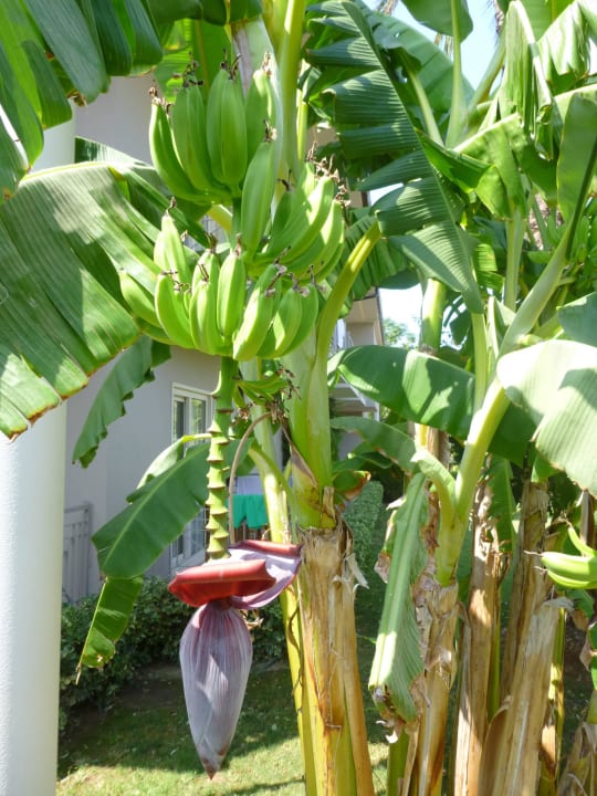 TOP gepflegt Sunis Elita Beach Resort & Spa