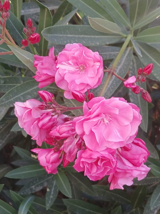 Gartenanlage Ephesia Holiday Beach Club