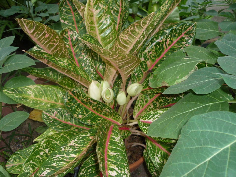 Dschungelgarten Hotel The Cottage