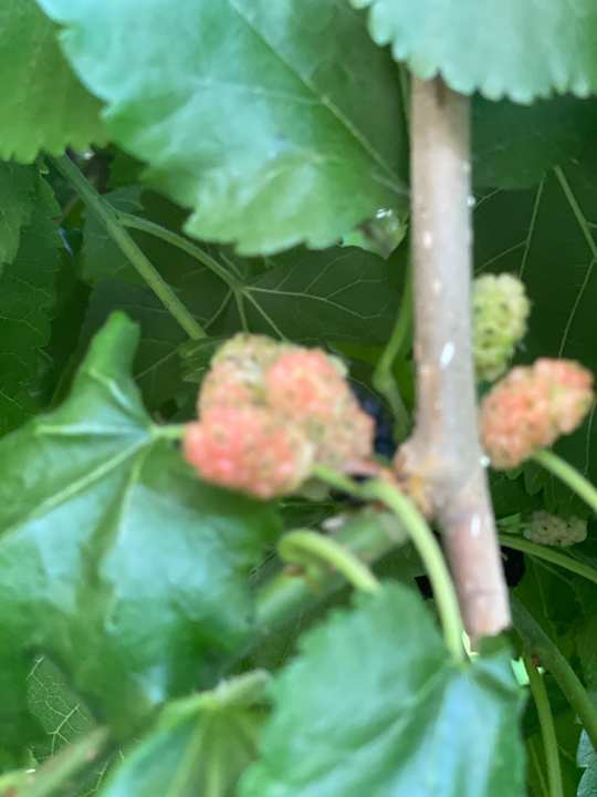 Gartenanlage Hotel Delphin Imperial