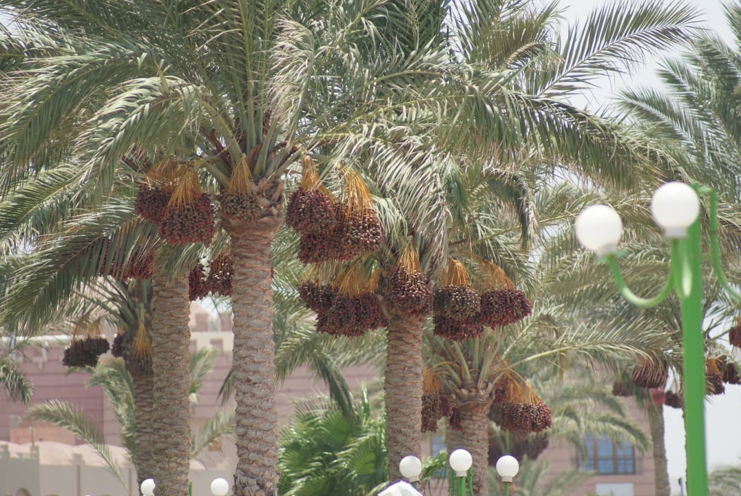 Gartenanlage Sentido Akassia Beach