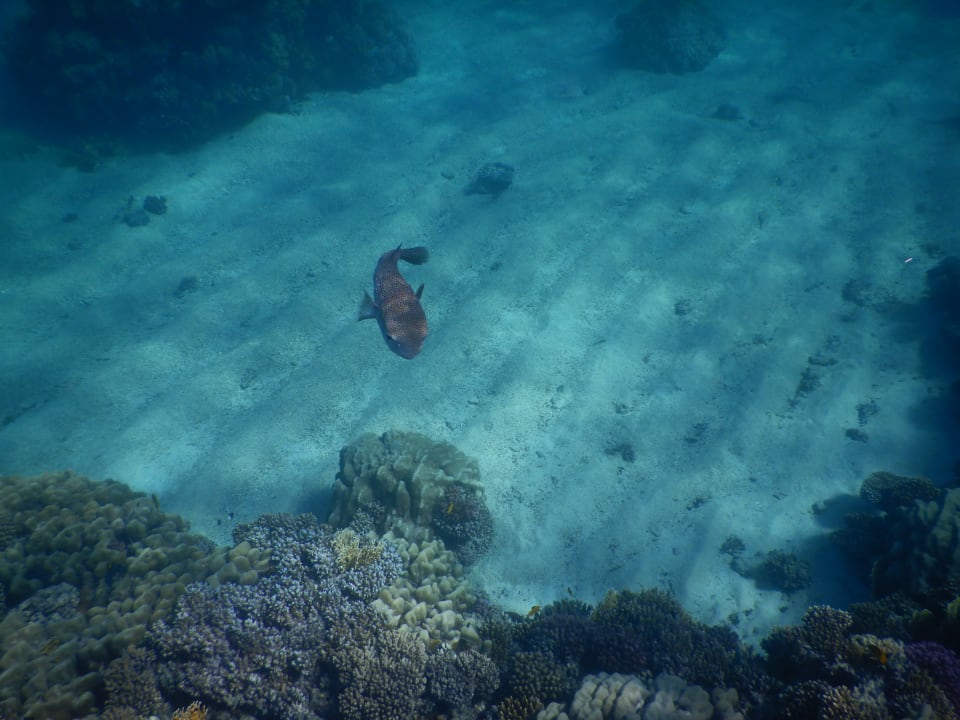 Strand Mövenpick Resort El Quseir