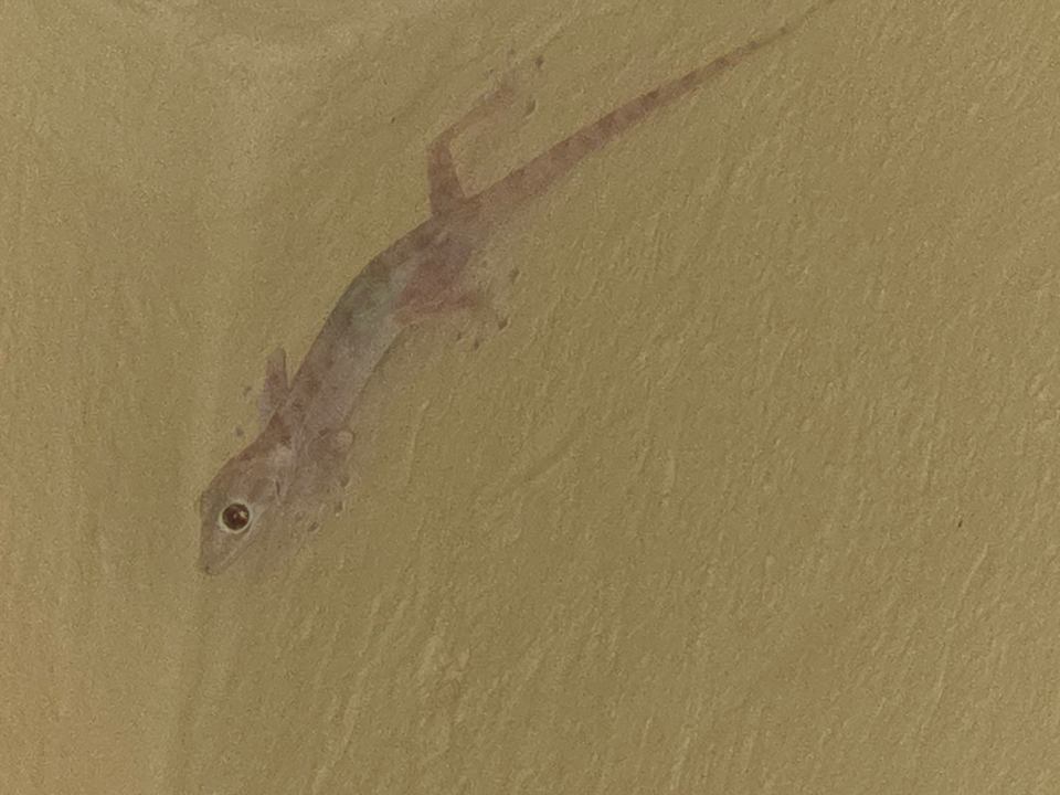 Gartenanlage Cleopatra Luxury Resort Makadi Bay