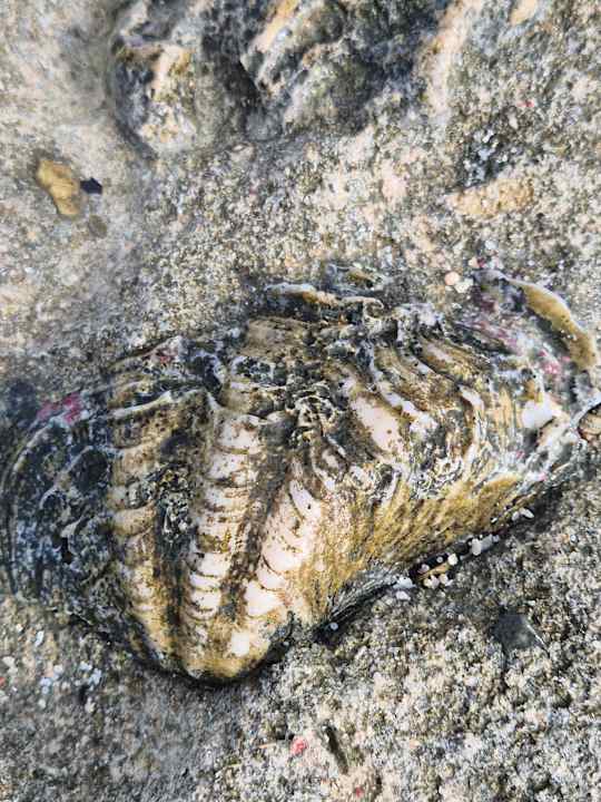 Strand Novotel Marsa Alam Beach Resort