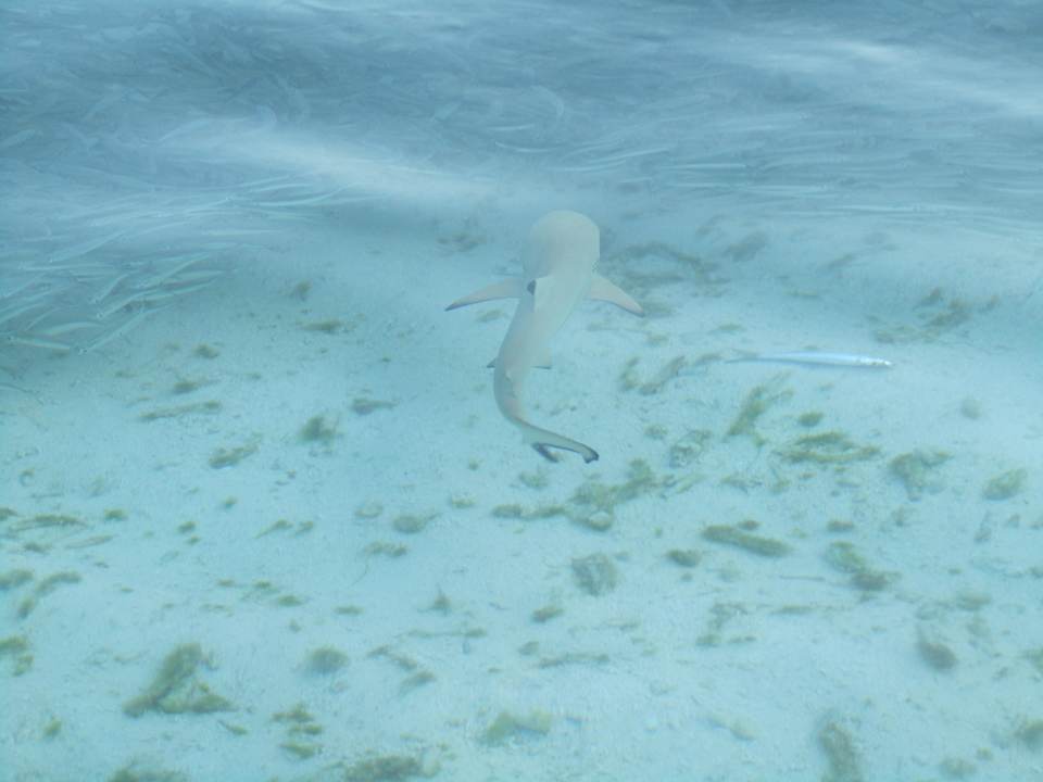 Wie Männer sagen kleine Fische HAI Meeru Maldives Resort Island