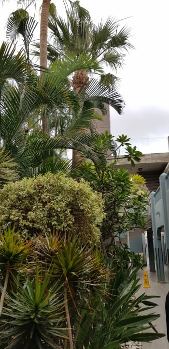 Gartenanlage Adrián Hoteles Colón Guanahaní - Adults only