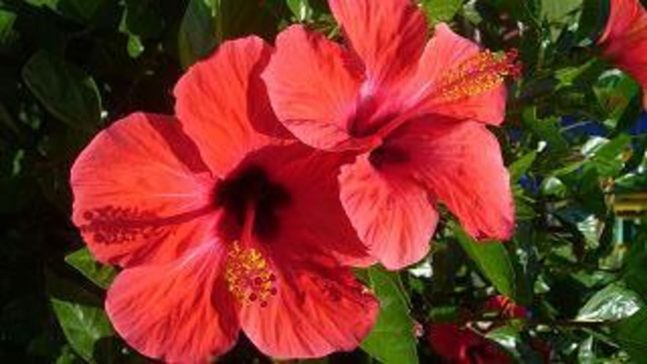 blume Megasaray Club Belek