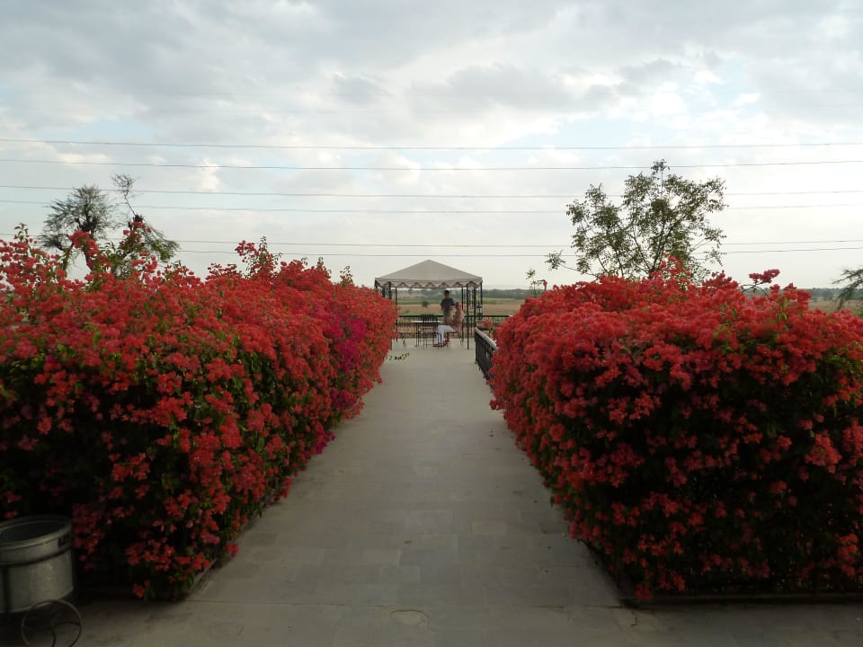 Weg zum Restaurantpavillon Umaid Palace - An Organic Retreat