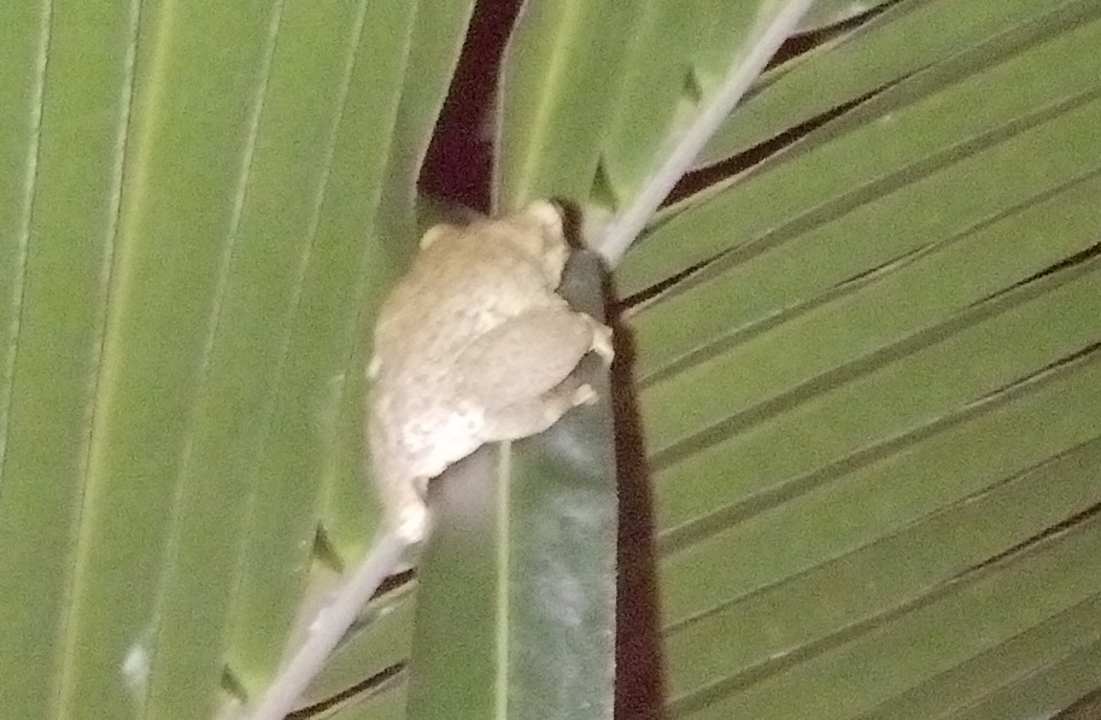 Gartenanlage Villa Diane