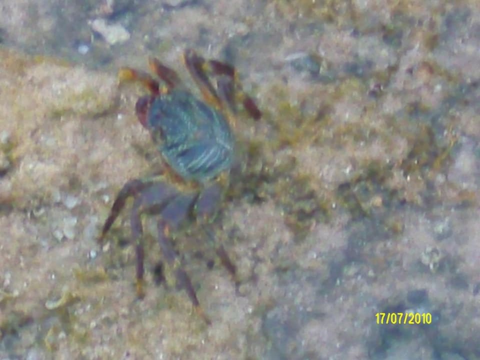 Krabbe Pickalbatros Citadel Resort