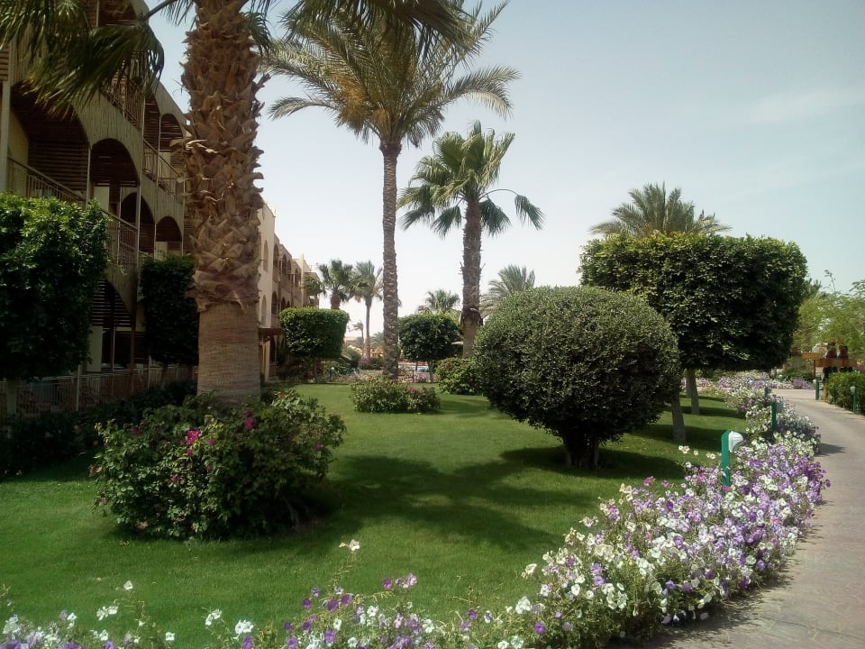 Gartenanlage Desert Rose