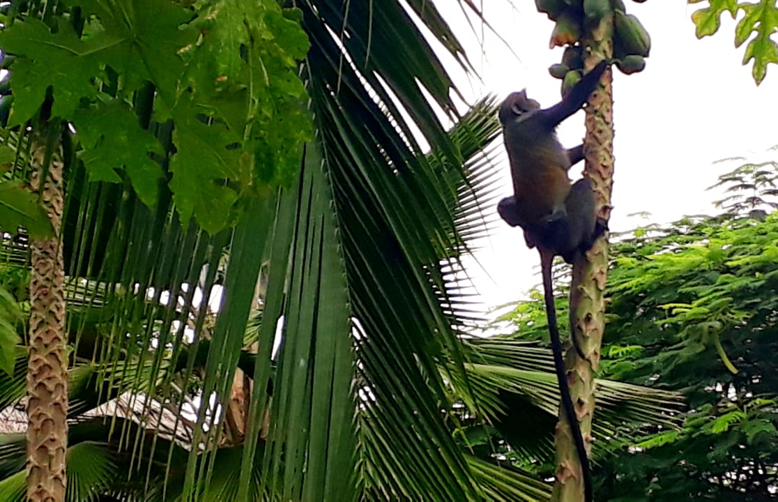 Gartenanlage Spice Island Hotel & Resort