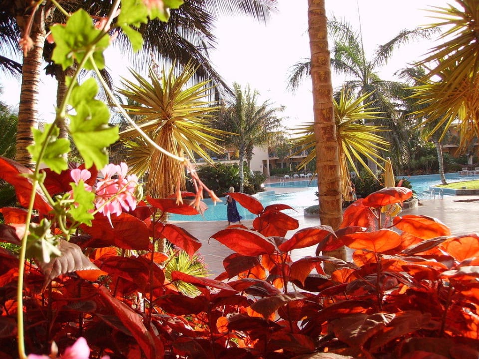 Die grüne Oase Club Hotel Drago Park