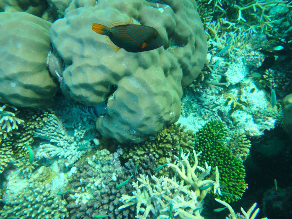 Unterwasserwelt Cinnamon Hakuraa Huraa Maldives