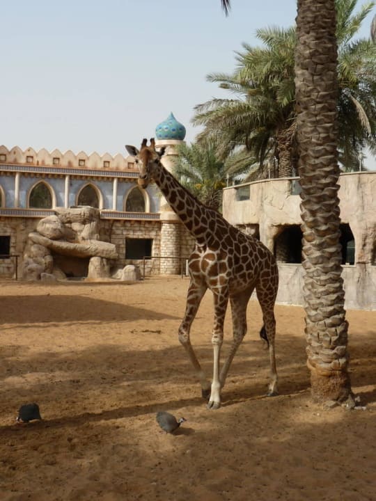 Внутри отеля Hotel Emirates Park Resort