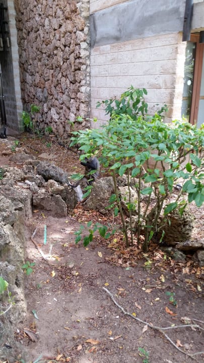 Hotel Baobab Beach Resort Baobab Beach Resort & Spa