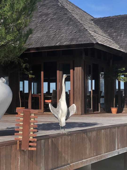 Gastro Sun Siyam Olhuveli