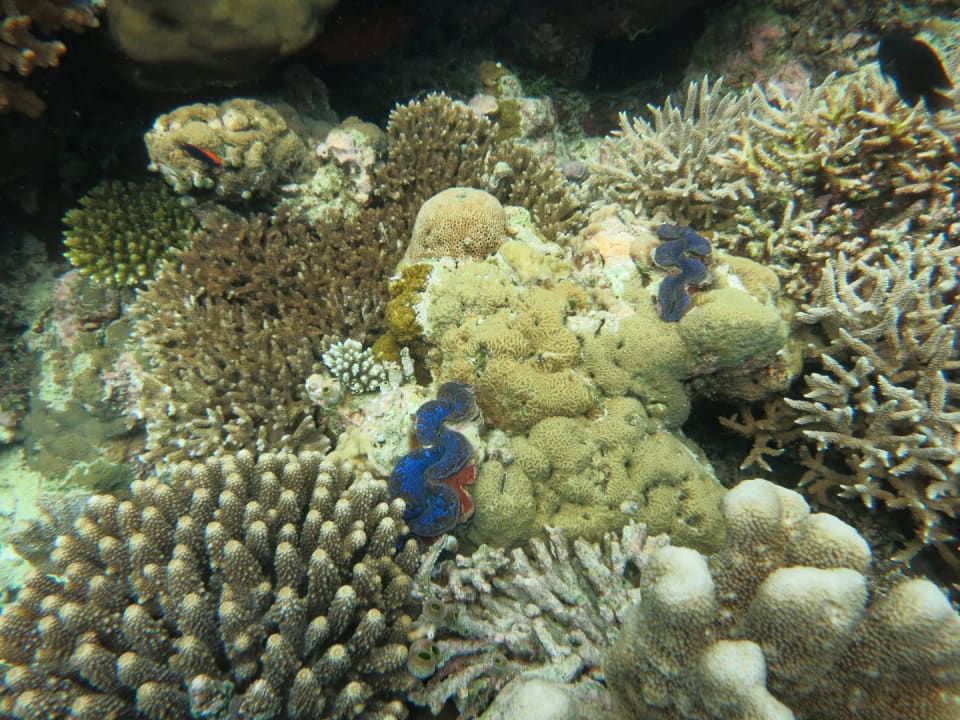 Kudadu Kuredu Island Resort & Spa