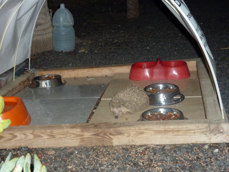 Katzenfutterstelle!! Super!!! SBH Costa Calma Beach Resort