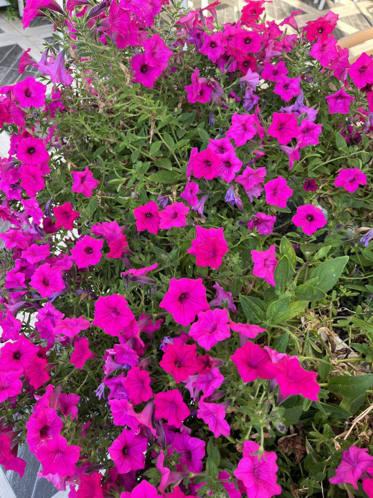 Gartenanlage Can Garden Resort