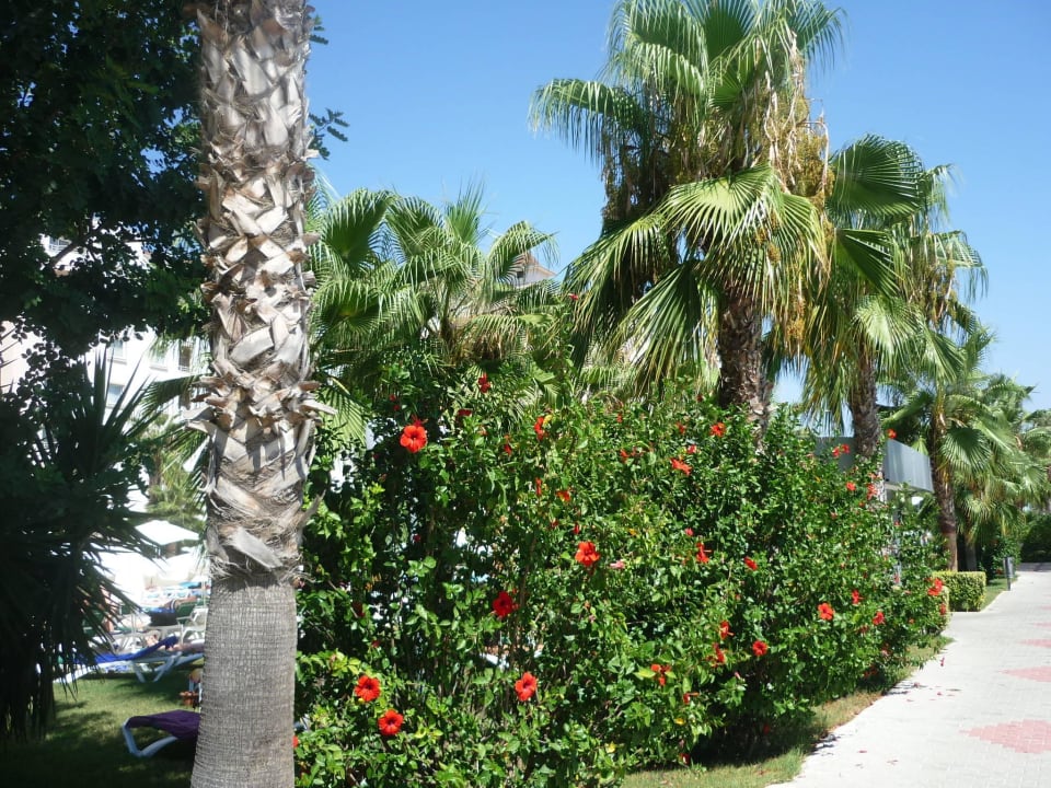 Zwischen den Pools Hotel Royal Garden Beach