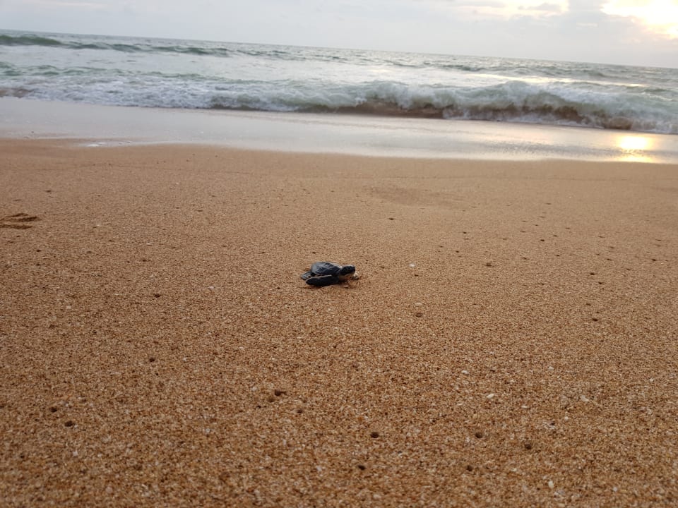 Strand The Habitat Kosgoda by Asia Leisure