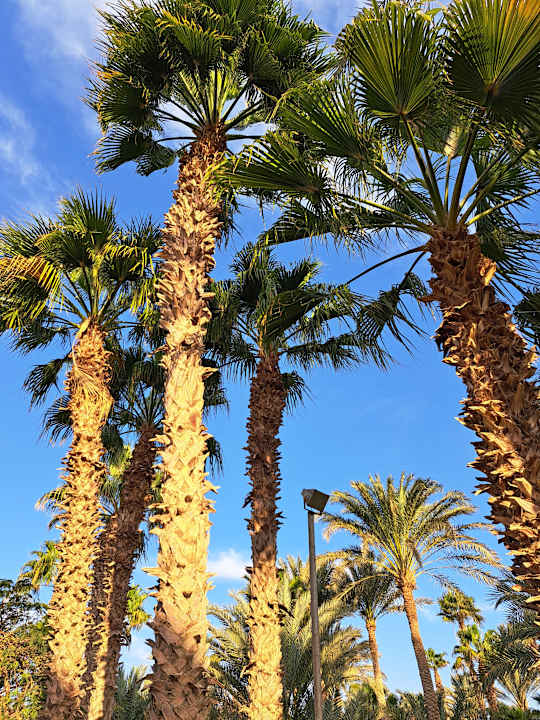 Gartenanlage The Grand Palace - Adults only