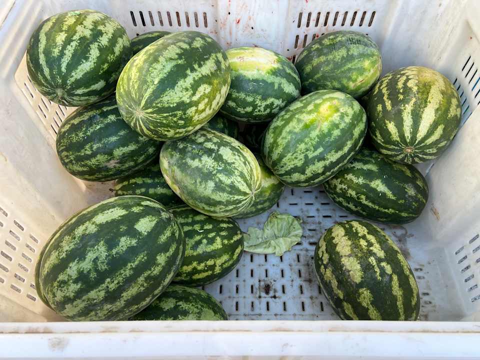 Gastro Ekaterini Hotel