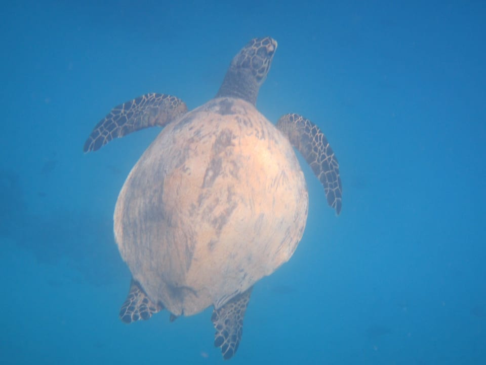 Schildkröte Makadi Spa - Adults only